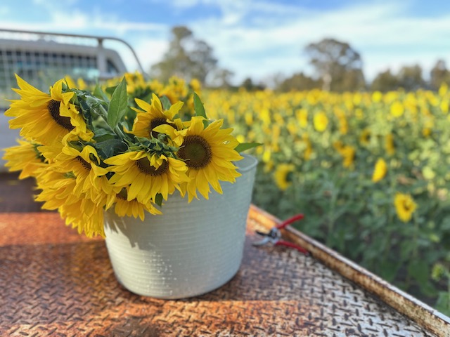 Pick your own Sunflowers